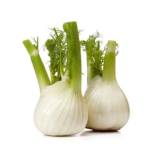 Fennel 500g Netherlands